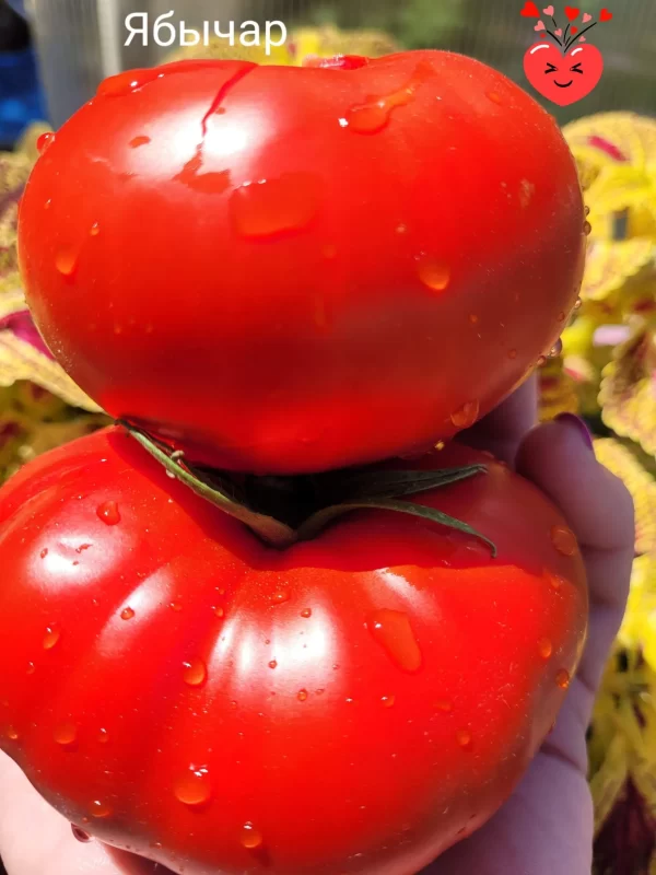 Ябычар (Сербия)