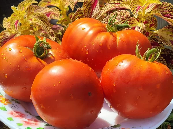 Дзиновский Ябучар ( Dzinovski Paradajz Jabucar)