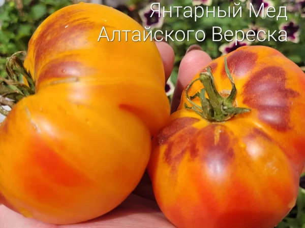 Янтарный мед Алтайского Вереска
