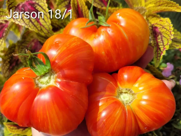 Jarson18/1 Ярсон 18/1