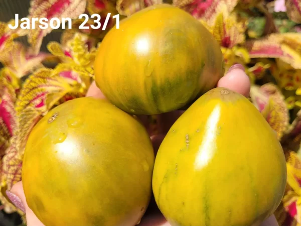 Ярсон 23/1 Jarson 23/1