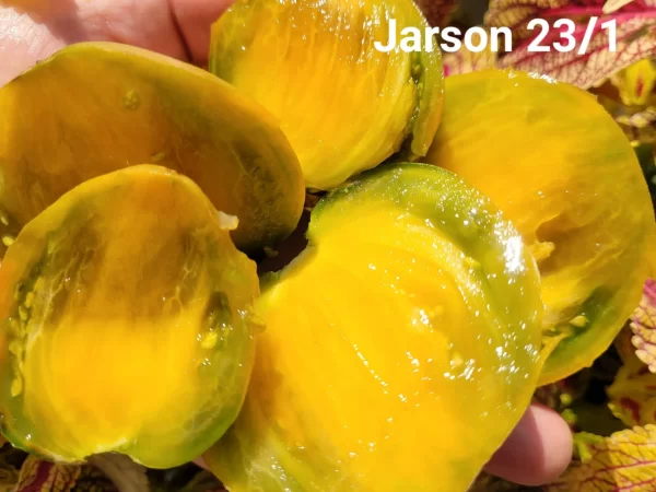 Ярсон 23/1 Jarson 23/1 — изображение 2