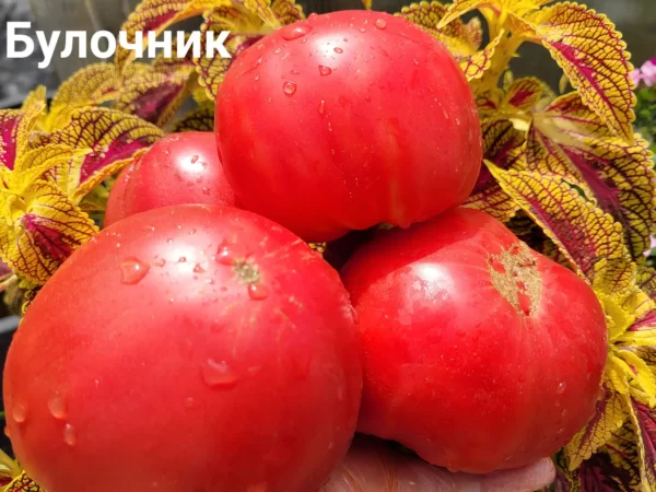 Булочник (Сербия)