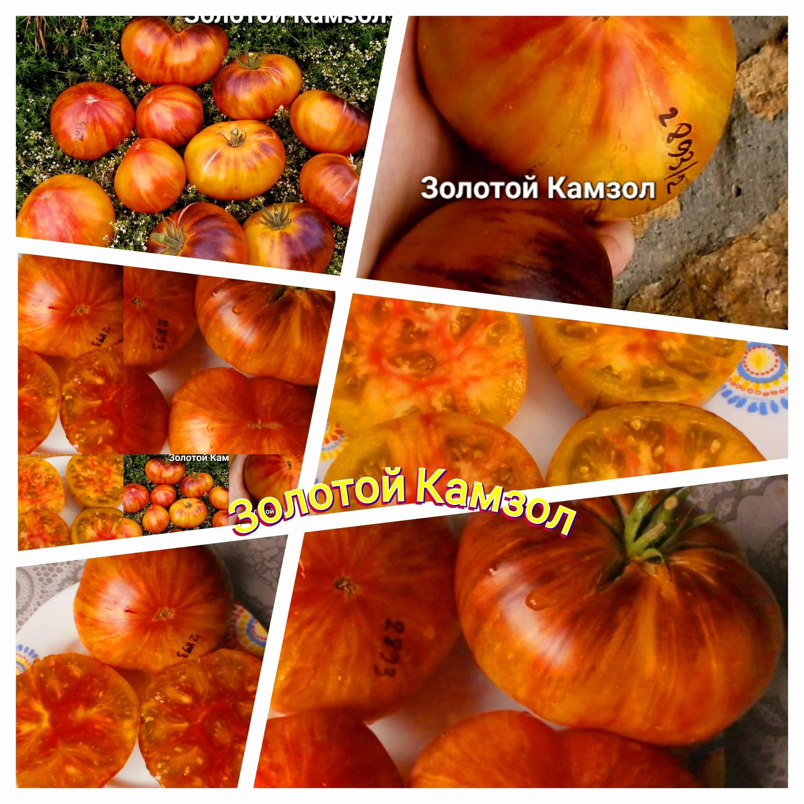 Золотой Камзол