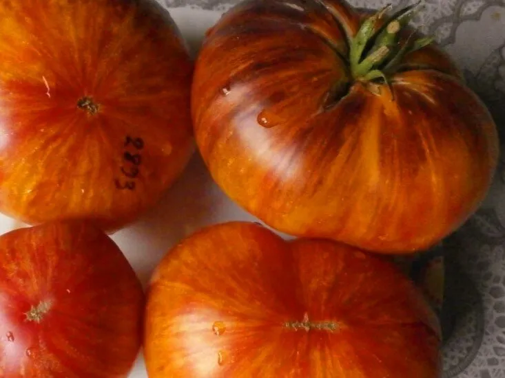 Золотой Камзол — изображение 2