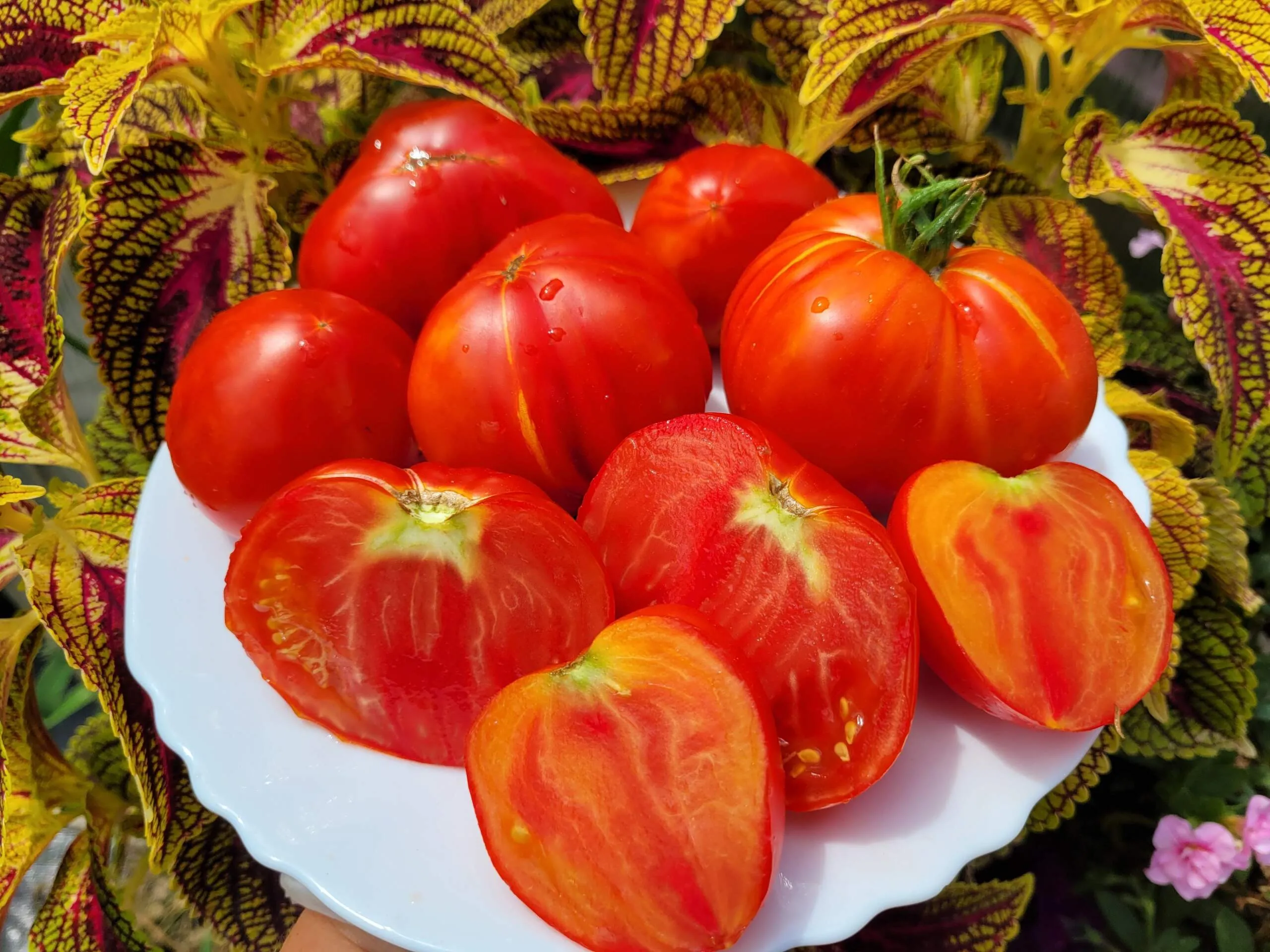 Огненный Поцелуй (биколор)