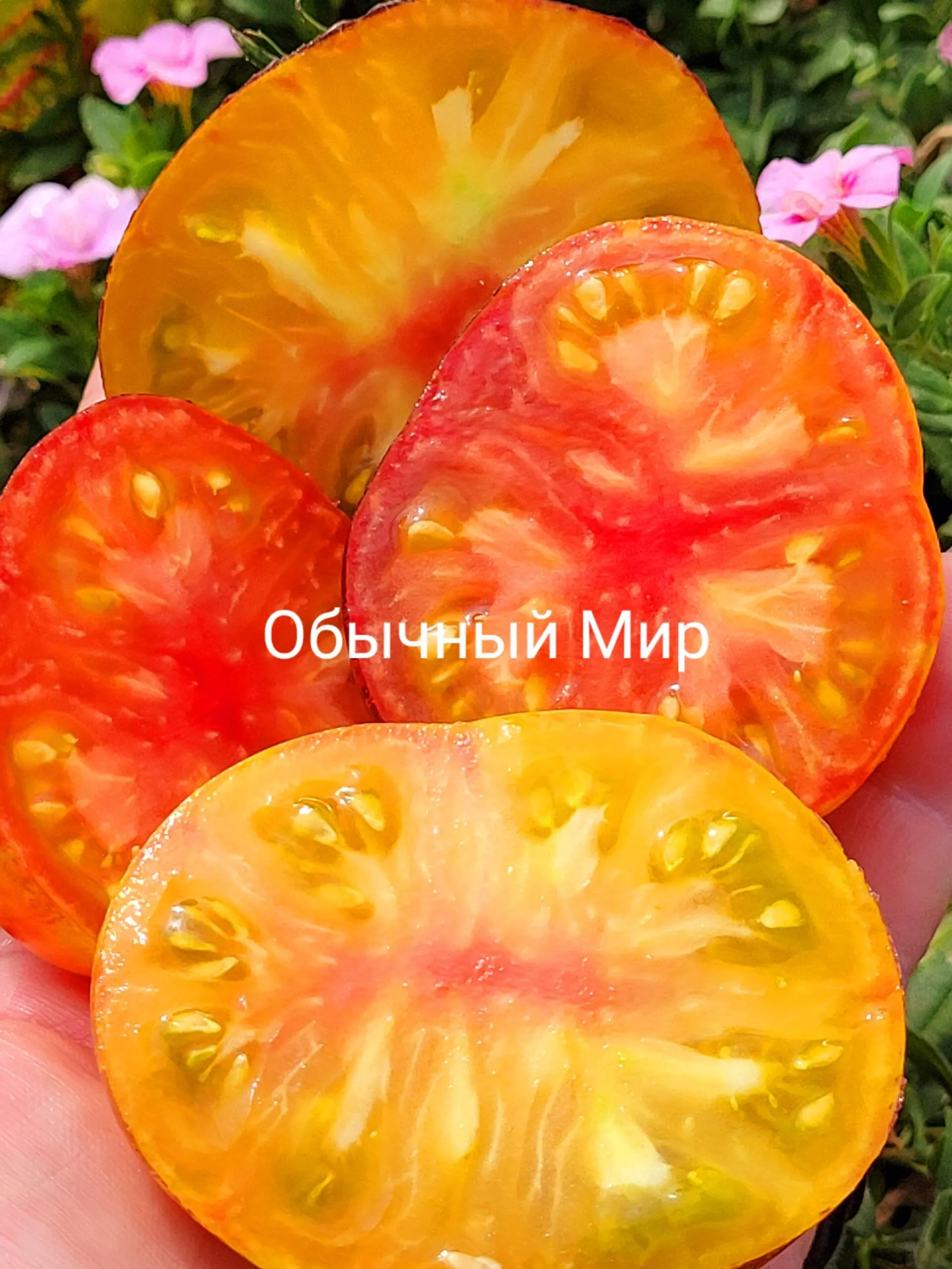 Ordinary World / Обычный Мир би колор — изображение 2