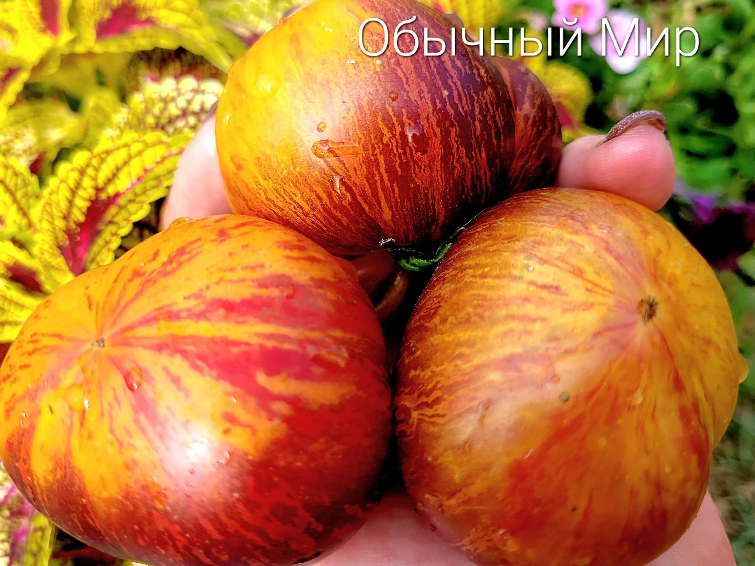 Ordinary World / Обычный Мир би колор